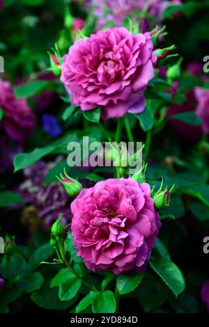 Rosa Young Lycidas, Ausvibrant, Rose Young Lycidas, arbuste anglais Rose élevé par David Austin, fleurs roses profondes, fleur rose profonde, RM Floral Banque D'Images