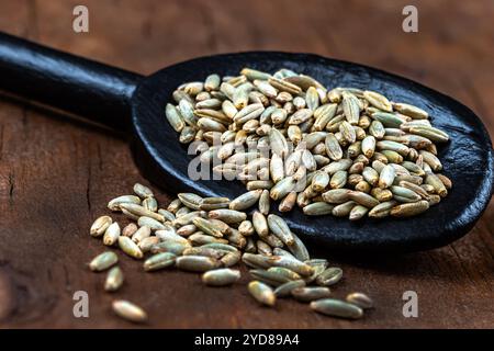 Macro graines de seigle dans une cuillère en bois. Banque D'Images