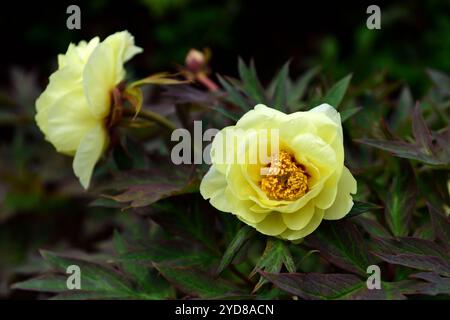 Paeonia lutea var ludlowii, fleurs jaunes, pivoine à fleurs jaunes, pivoine d'arbre sauvage, RM Floral Banque D'Images