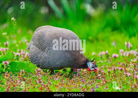 Un Guineafowl gris avec des taches blanches cherchant dans un champ vert luxuriant sous un ciel ensoleillé lumineux. Banque D'Images