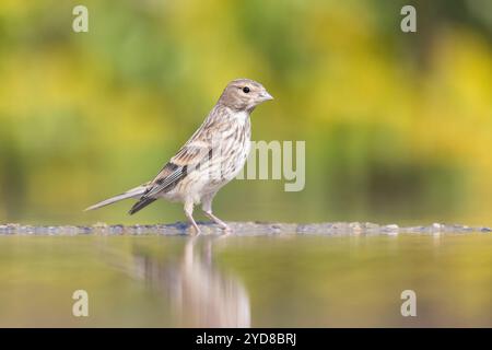 Linnet (Carduelis cannabina), femelle à la piscine, près de Bratsigovo, Bulgarie Banque D'Images