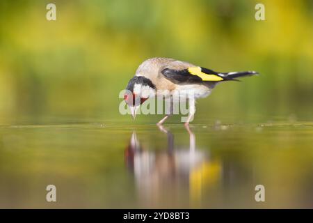 Goldfinch (Carduelis carduelis), à la piscine près de Bratsigovo, Bulgarie Banque D'Images