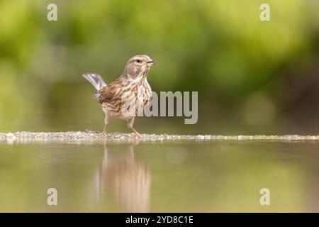 Linnet (Carduelis cannabina), eau potable pour femme adulte, près de Bratsigovo, Bulgarie Banque D'Images