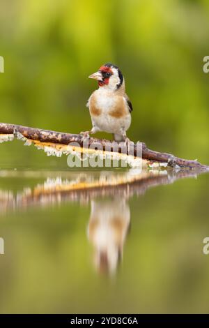 Goldfinch (Carduelis carduelis), adulte buvant à la piscine, près de Bratsigovo, Bulgarie Banque D'Images