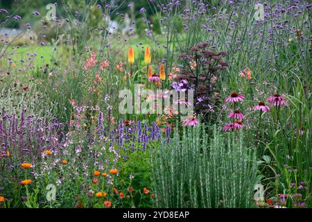 echinacea purpurea, coneflower violet, coneflowers, fleur, fleurs, portraits de plantes, vivaces, schéma de plantation mixte, frontière mixte, frontières, lit, vivaces, kn Banque D'Images