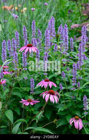 echinacea purpurea, coneflower violet, coneflowers, fleur, fleurs, portraits de plantes, vivaces, schéma de plantation mixte, frontière mixte, frontières, lit, vivaces, ag Banque D'Images