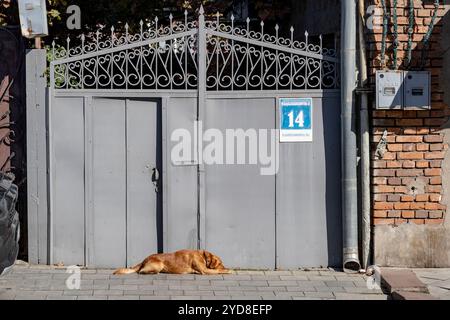 Gori, Géorgie. 23 octobre 2024. Une scène paisible capture le chien errant une fois de plus, gisant sans être dérangé devant la porte du 14 D. Garsevanishvili Str. à Gori, en Géorgie. La simplicité de cette image contraste fortement avec l’histoire turbulente de la région. (VX photo/ Vudi Xhymshiti) crédit : VX Pictures/Alamy Live News Banque D'Images