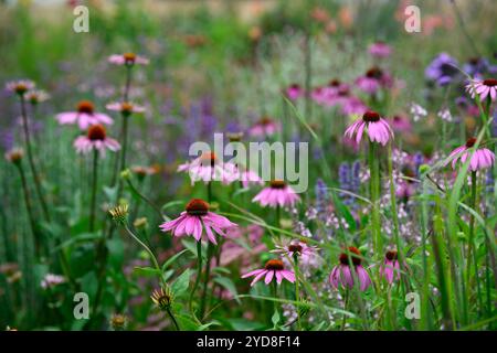 echinacea purpurea, coneflower violet, coneflowers, fleur, fleurs, portraits de plantes, vivaces, schéma de plantation mixte, frontière mixte, frontières, lit, vivaces, ag Banque D'Images