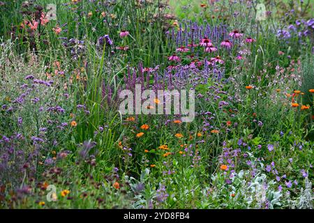 echinacea purpurea,,agastache, linaria peachy,salvia,coneflower pourpre,coneflowers,fleur,fleurs,portraits de plantes,vivaces,schéma de plantation mixte,mélange Banque D'Images