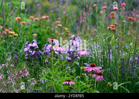 echinacea purpurea, Phlox paniculata Blue Paradise, agastache, coneflower violet, coneflowers, fleur, fleurs, portraits de plantes, vivaces, mélange de plantes SC Banque D'Images