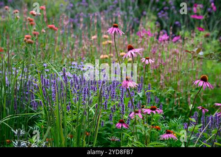 echinacea purpurea,,agastache, linaria peachy,salvia,coneflower pourpre,coneflowers,fleur,fleurs,portraits de plantes,vivaces,schéma de plantation mixte,mélange Banque D'Images