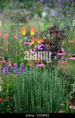 echinacea purpurea, agastache, linaria pêche, coneflower violet, coneflowers, fleur, fleurs, portraits de plantes, vivaces, schéma de plantation mixte, frontière mixte Banque D'Images