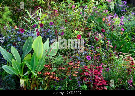 Canna, echinacea, dahlia, phytolacca, hylotelephium, phlox, bordure violet rose, plantes vivaces mixtes, schéma de plantation mixte, plantation mixte, RM Floral Banque D'Images