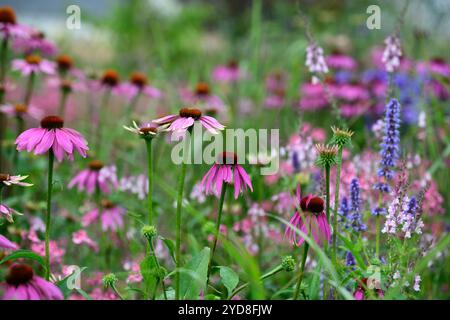 echinacea purpurea, coneflower violet, coneflowers, fleur, fleurs, portraits de plantes, vivaces, schéma de plantation mixte, frontière mixte, frontières, lit, vivaces, ag Banque D'Images