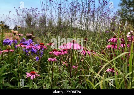 echinacea purpurea, coneflower violet, coneflowers, fleur, fleurs, portraits de plantes, vivaces, schéma de plantation mixte, frontière mixte, frontières, lit, vivaces, ag Banque D'Images