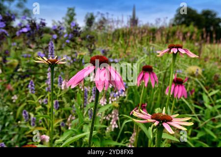 echinacea purpurea, coneflower violet, coneflowers, fleur, fleurs, portraits de plantes, vivaces, schéma de plantation mixte, frontière mixte, frontières, lit, vivaces, ag Banque D'Images