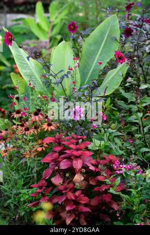 Canna, echinacea, dahlia, phytolacca, hylotelephium, phlox, coleus, bordure violet rose, plantes vivaces mixtes, schéma de plantation mixte, plantation mixte, RM Floral Banque D'Images
