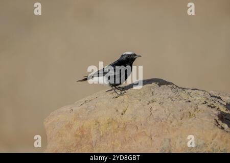 Wheatear à couronne blanche (Oenanthe Leucopyga) Banque D'Images