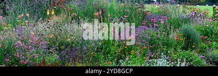 echinacea purpurea,Kniphofia Tawny King,agastache,linaria Peachy,Verbena bonariensis,salvia nemorosa caradonna,Antirrhinum 'Orange Wonder',cône violet Banque D'Images