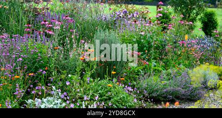 echinacea purpurea,Kniphofia Tawny King,agastache,linaria Peachy,Verbena bonariensis,salvia nemorosa caradonna,Antirrhinum 'Orange Wonder',cône violet Banque D'Images