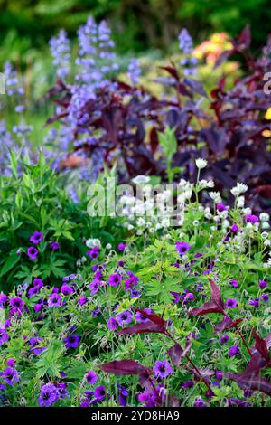 Persicaria microcephala Red Dragon, Géranium Anne Thomson, astrantia, combinaison de fleurs violettes et blanches, combinaison de fleurs violettes et de feuillage, jardin Banque D'Images