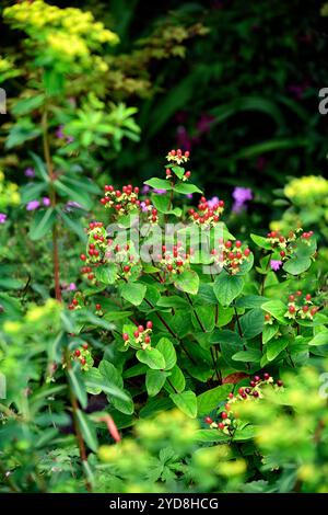 Hypericum série miracle, baies rouges, St Johns Wort, plante médicinale, arbuste, arbustes, feuilles vertes brillantes, feuillage vert, RM Floral Banque D'Images