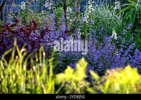 Persicaria microcephala Red Dragon, nepeta six collines géant, feuillage violet et combinaison de fleurs bleues, feuilles violettes et combinaison de fleurs bleues, garde Banque D'Images