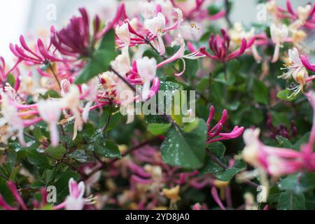 Gros plan de fleurs de chèvrefeuille rose et crème avec des gouttes de pluie sur des feuilles vertes luxuriantes, fraîcheur naturelle en fleur. Banque D'Images