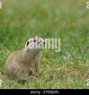 Portrait d'un écureuil terrestre européen (Spermophilus citellus) également connu sous le nom de 'Ziesel' une espèce menacée assise dans une prairie en Autriche Banque D'Images