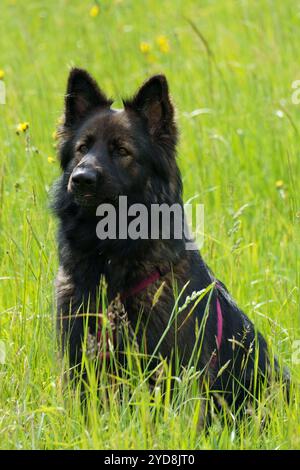 magnifique berger allemand de race pure assis dans la prairie pendant l'exercice d'entraînement, à l'air parfaitement concentré Banque D'Images