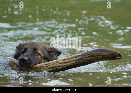 un chien berger allemand de race pure nageant dans une rivière avec un énorme bâton dans sa bouche en train de récupérer Banque D'Images