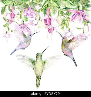 Dessin d'un colibri et fleurs de fuchsia. L'illustration de l'aquarelle est dessinée à la main sur un fond blanc. Convient pour les dessins, les cartes et les textiles Banque D'Images