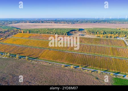 Herbst in der Lausitz - Weinberg Wolkenberg DEU/Deutschland/Brandenburg/Welzow, 25.10.2024, Weinhang Wolkenberg, Goldener Oktober in Brandenburg : Die Herbstfaerbung laesst den Weinberg Wolkenberg im Tagebau Welzow in der brandenburgischen Lausitz in kraeftigen Gelbtoenen leuchten. Fuer den Weinanbau auf den Rekultivierungsflaechen im Tagebau Welzow-sued wurde der Weinberg am rande des Braunkohletagebaus Welzow-sued angelegt und mit 26000 Rebstoecken bepflanzt. Luftaufnahme mit einer Drohne. *** Automne à Lusatia Wolkenberg vignoble DEU Allemagne Brandenburg Welzow, 25 10 2024, Wolkenberg vignoble Banque D'Images