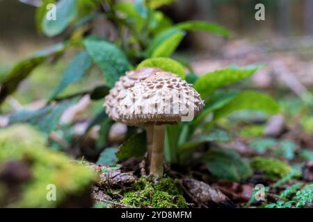 Un petit champignon pousse sur le sol humide sous les arbres dans les bois sereins et magnifiques tout autour de nous Banque D'Images