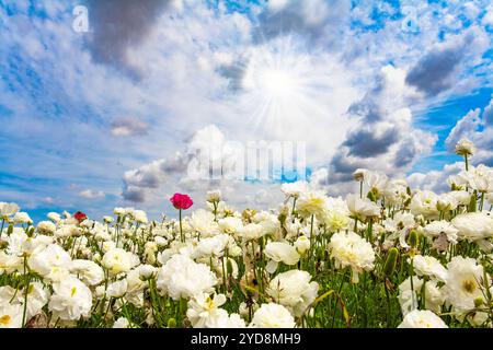 Israël. Champs pittoresques de grands papillons blancs éponge Ranunculus. Les kibboutzim du sud poussent de belles fleurs. Des nuages luxuriants volent dans le bleu Banque D'Images