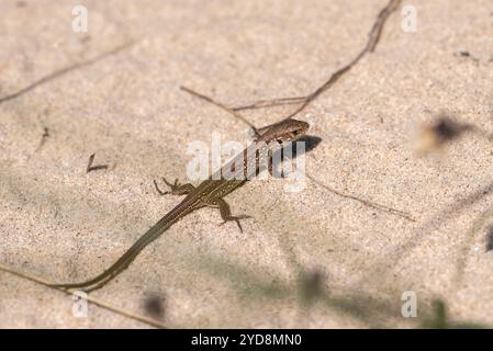 Le lézard vivipare (Zootoca vivipara) sur le sable en journée ensoleillée en Lettonie Banque D'Images