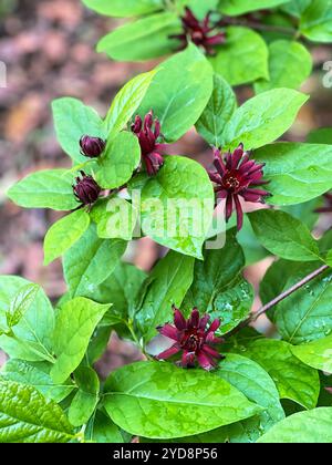 Plante Sweetshrub poussant dans un jardin d'ombre et ses feuilles sont humides. Alias Carolina Allspice, fraise Bush, Buby sucré, Betsy sucré, Spicebush. Banque D'Images