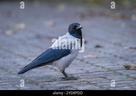 Corbeau à capuche (Corvus cornix), également appelé hoodie, debout sur le trottoir couvert de feuilles d'automne. Oiseau plume gris noir eurasien sur pavage sla Banque D'Images