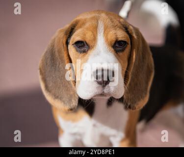 Portrait d'un jeune chien beagle. Gros plan d'un chiot beagle debout sur le trottoir. Le chien regarde la caméra. Photo extérieure. Banque D'Images