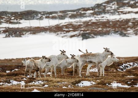 Un groupe de rennes (Rangifer tarandus tarandus) en manteaux d'hiver debout dans un champ dans un paysage d'hiver/début de printemps, Varanger, Norvège Banque D'Images