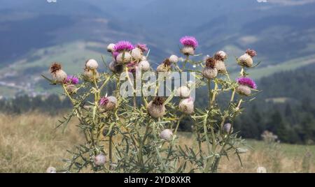 Les fleurs de chardon vibrantes prospèrent au milieu de collines verdoyantes sous un ciel ensoleillé. Banque D'Images