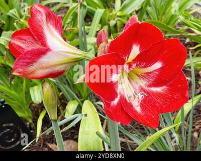 Fleurs d'amaryllis de couleur rouge vif poussant dans un jardin d'arrière-cour du sud des États-Unis. Banque D'Images