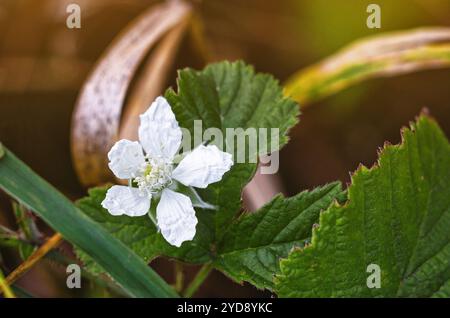 Fleur de mûre blanche en été sur fond de feuilles vertes Banque D'Images
