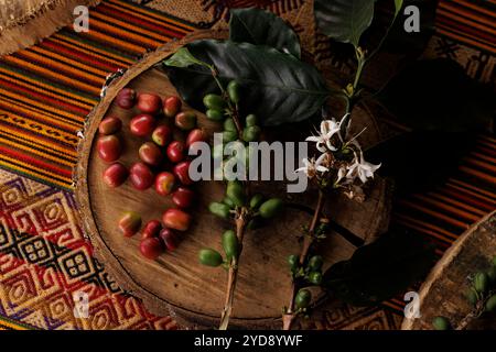 Café Arabica (Coffea arabica) sur la petite Finca Los Angeles familiale à jardin, Colombie. Ici, les baies de café vertes et mûres et le flux sont montrés Banque D'Images