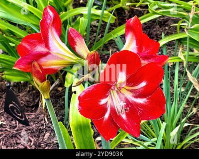 De magnifiques grandes fleurs fleuries sur cette plante d'amaryllis de couleur rouge poussant dans un jardin du sud des États-Unis. Banque D'Images