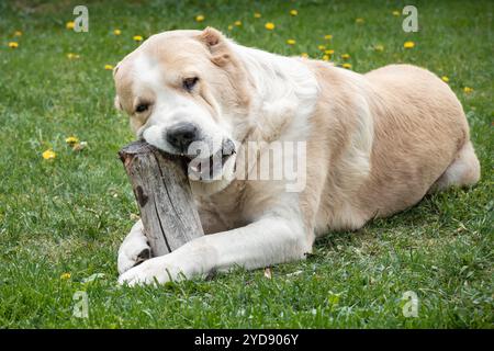 Chien de berger d'Asie centrale alabai couché sur la prairie d'herbe verte d'été tient une grande bûche Banque D'Images