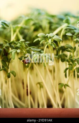 Pousses de cresson de jardin fraîches ou microgreens poussant dans un récipient Banque D'Images