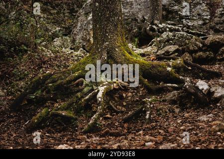 Racine de chêne avec mousse en automne dans le parc naturel de Fuente Roja, Alcoy, Espagne Banque D'Images