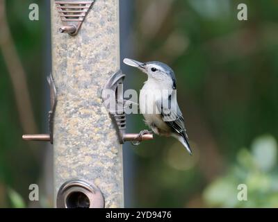 Nuthatch blanche mangeant des graines de tournesol sur mangeoire à oiseaux Banque D'Images