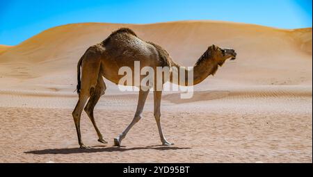 Chameau sur Sharqiyah Sands dans la province de Bidiyah Banque D'Images